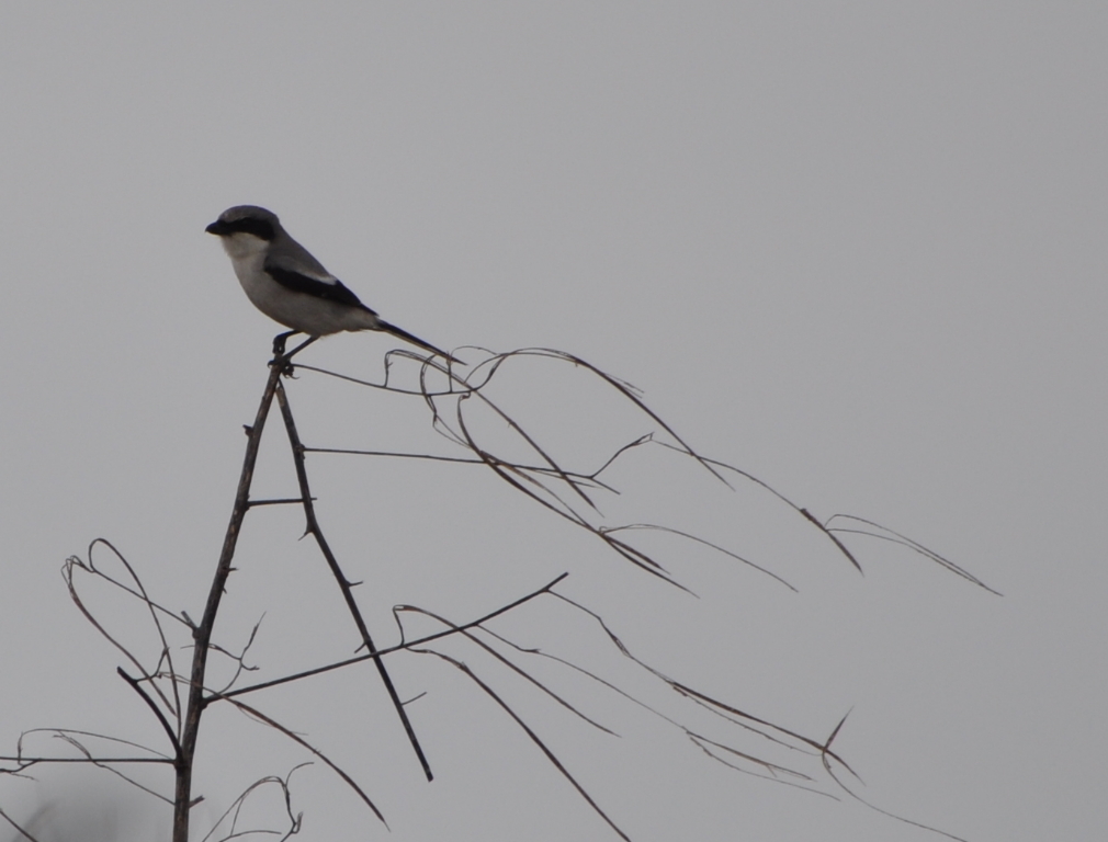 DSC_0281b.JPG