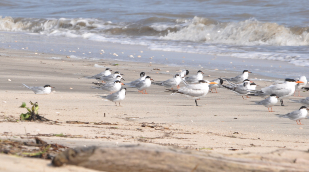 DSC_0371b.JPG