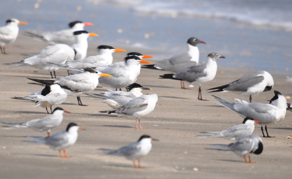 DSC_0607b.JPG