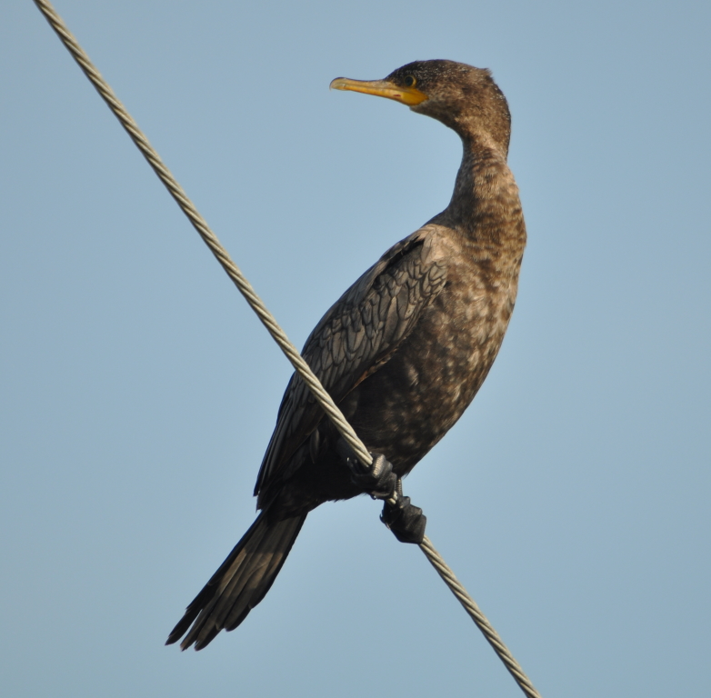 DSC_0746b.JPG