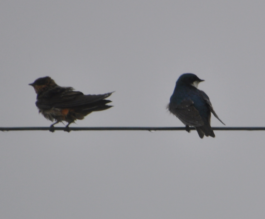 DSC_0020b.JPG