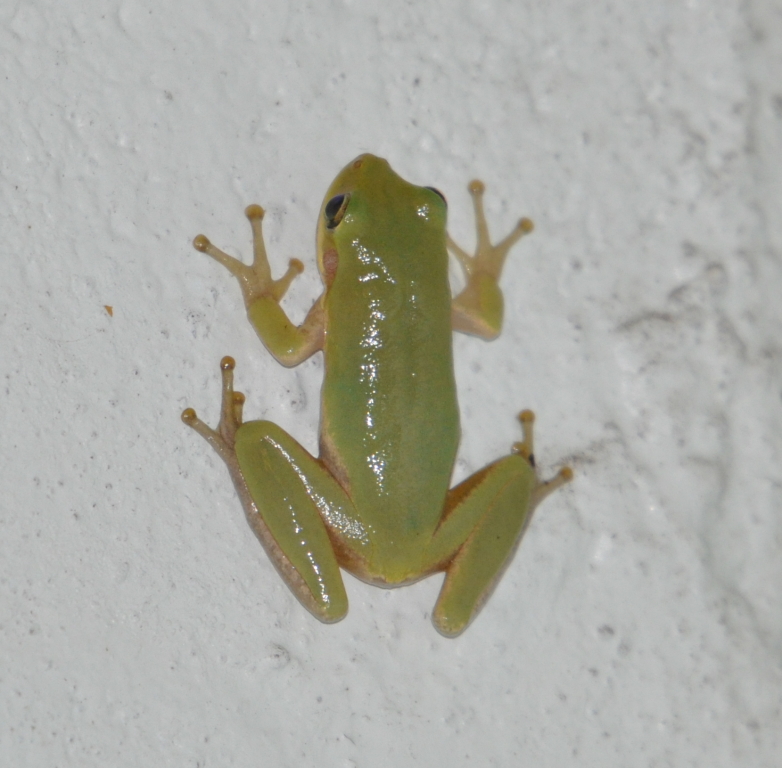 DSC_0392b.JPG