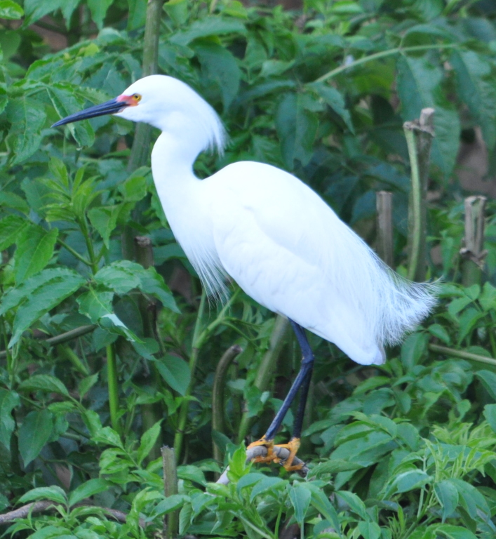 DSC_0638b.JPG