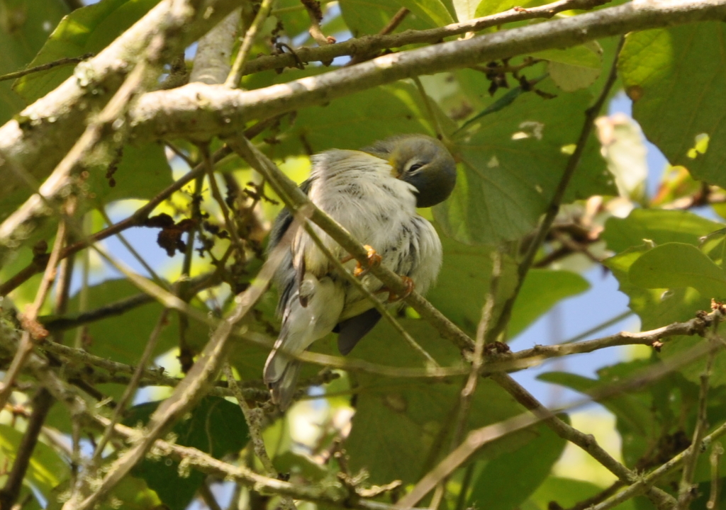 DSC_0724b.JPG