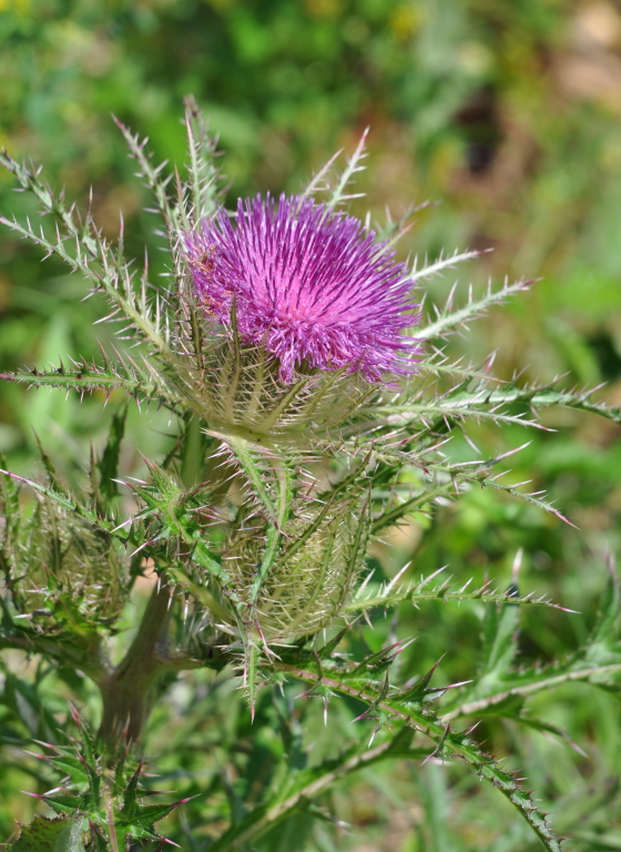 DSC_0820b.JPG