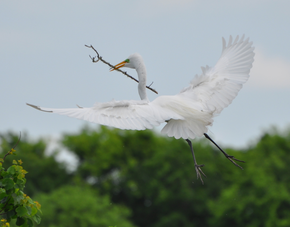 DSC_0996b.JPG