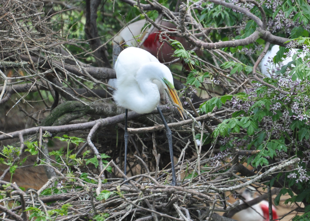 DSC_0005b.JPG