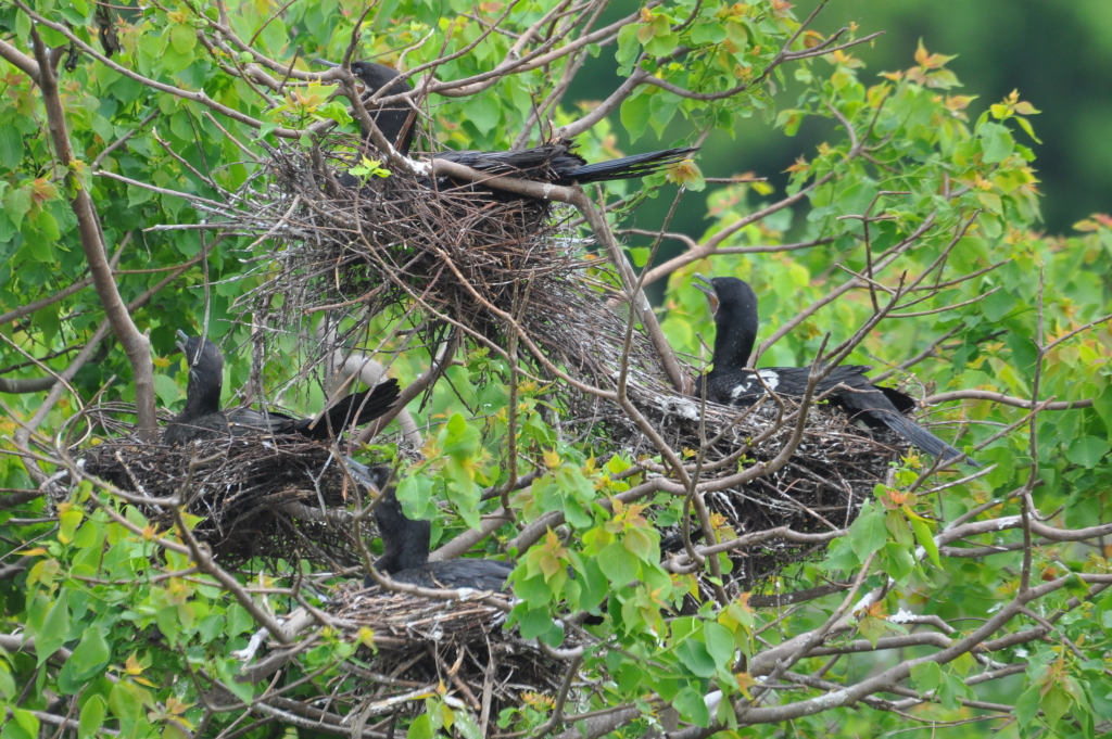 DSC_0124b.JPG