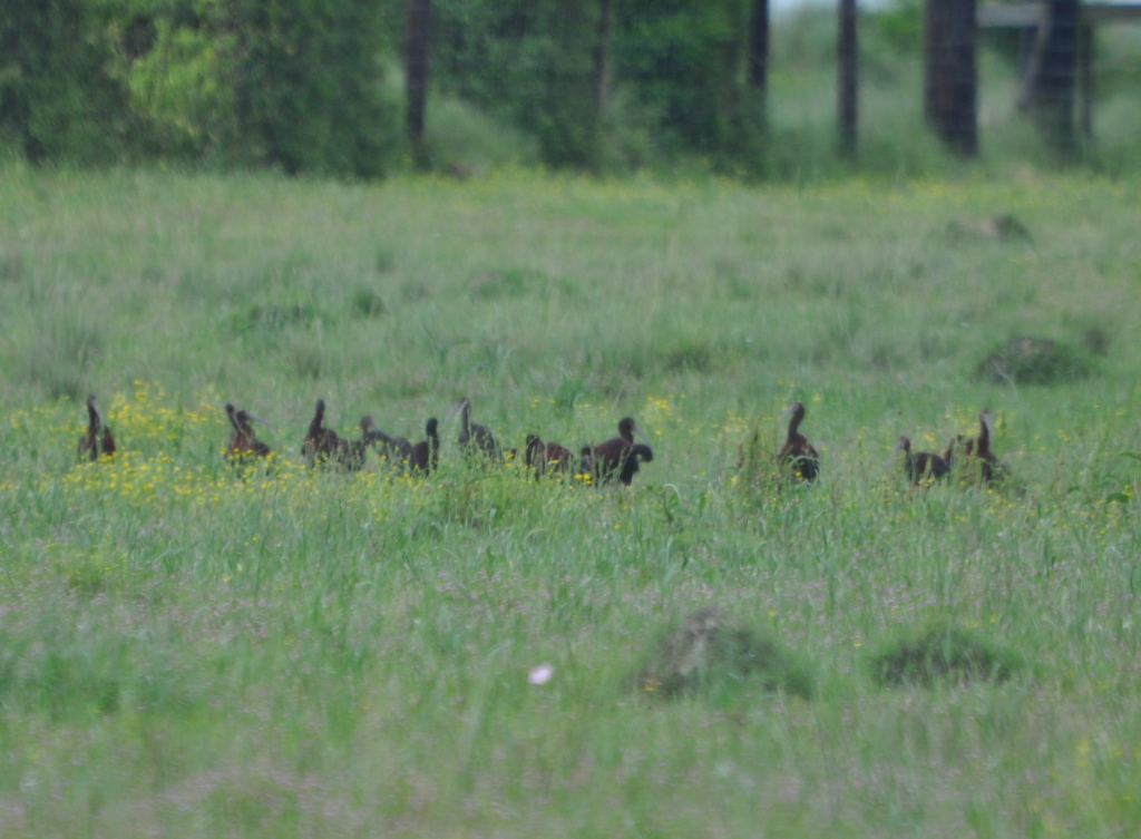 DSC_0689b.JPG