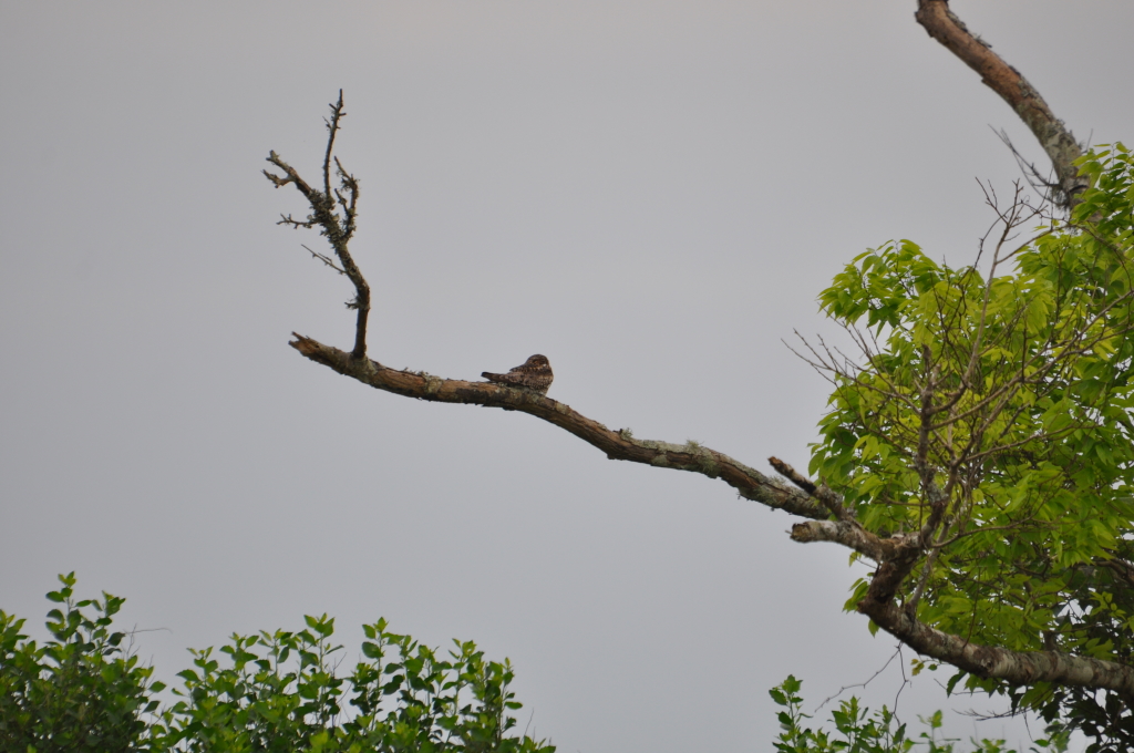 DSC_0693b.JPG