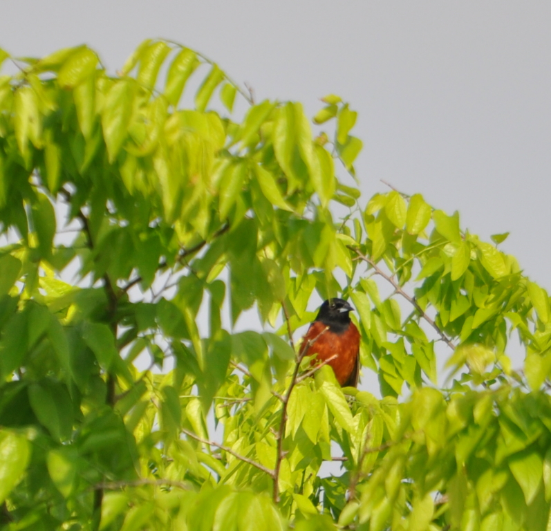 DSC_0878b.JPG