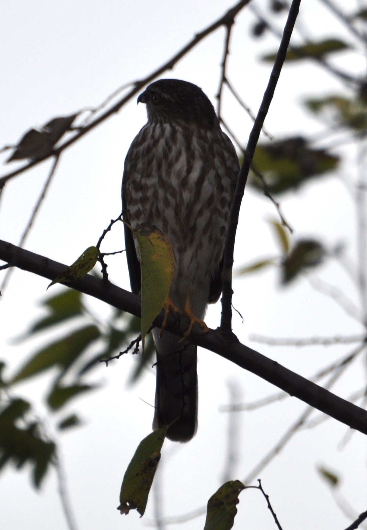 DSC_0914b.JPG