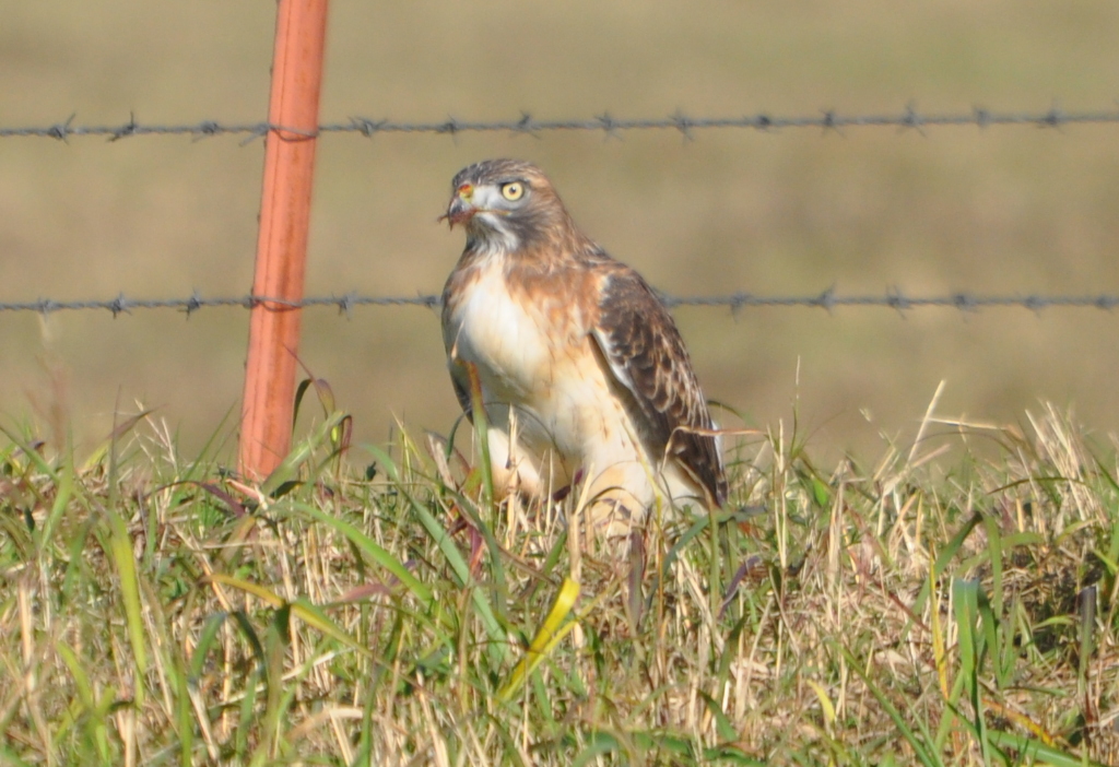 DSC_0687b.JPG