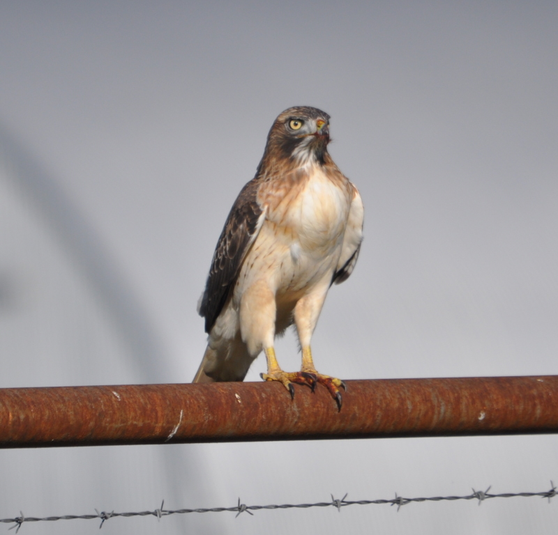 DSC_0708b.JPG