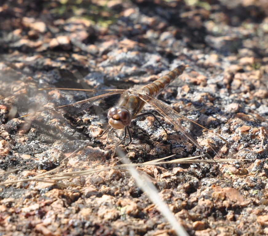 DSC_0946b.JPG