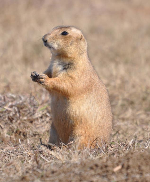 DSC_1012b.JPG