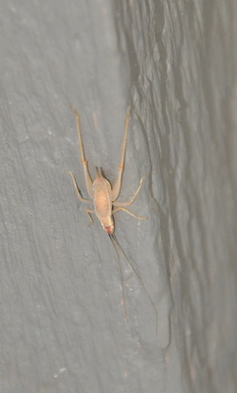 DSC_1296b.JPG