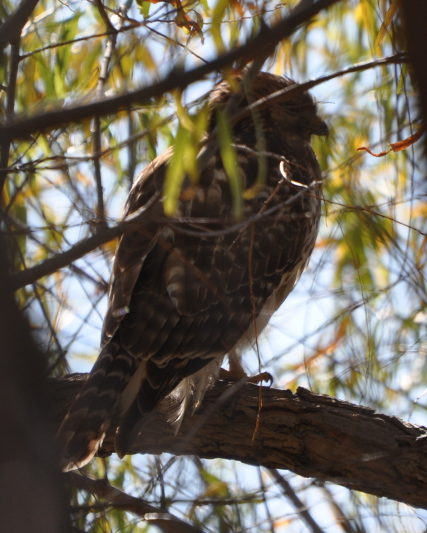 DSC_1385b.JPG