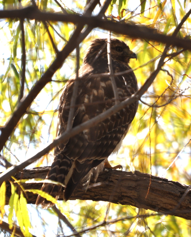 DSC_1400b.JPG