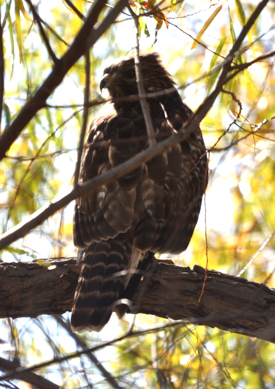 DSC_1403b.JPG