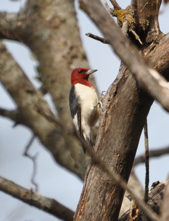 DSC_0364b.JPG