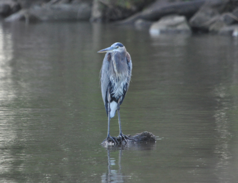 DSC_0465b.JPG