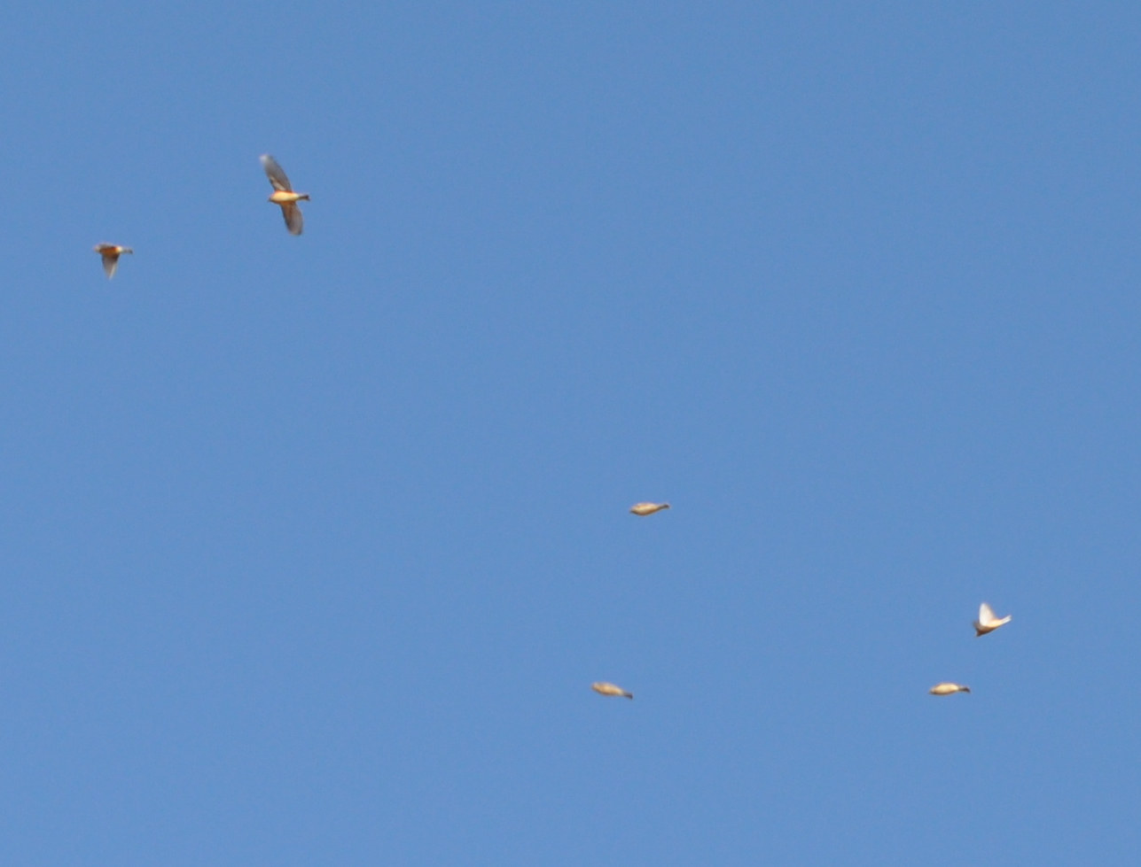 DSC_0324b.JPG