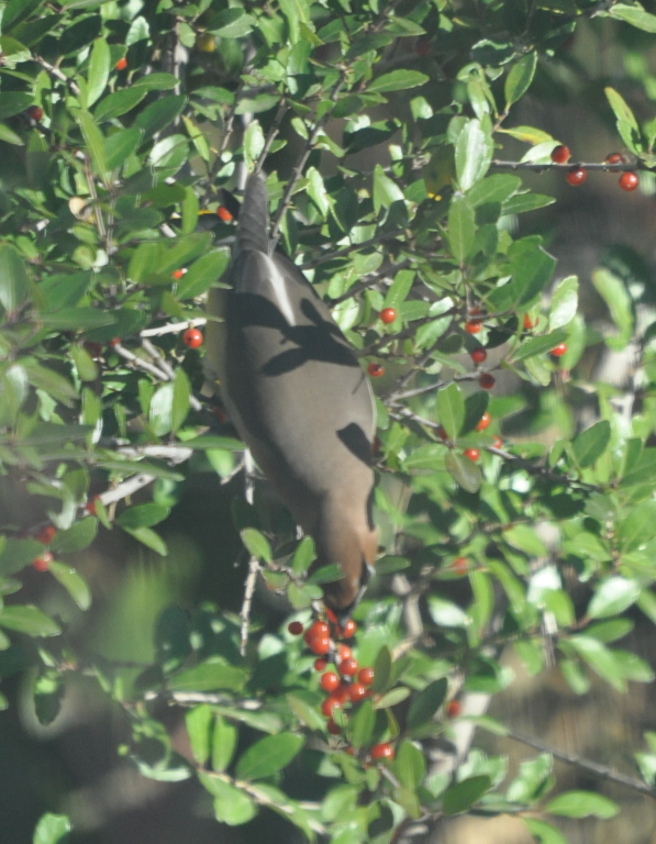 DSC_1448b.JPG