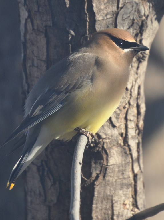 DSC_1479b.JPG