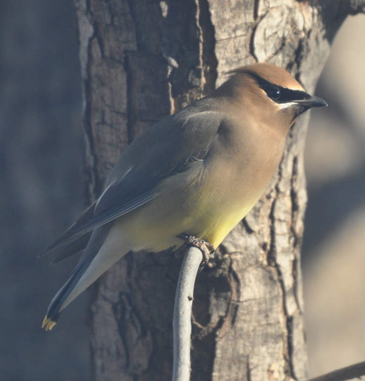 DSC_1485b.JPG