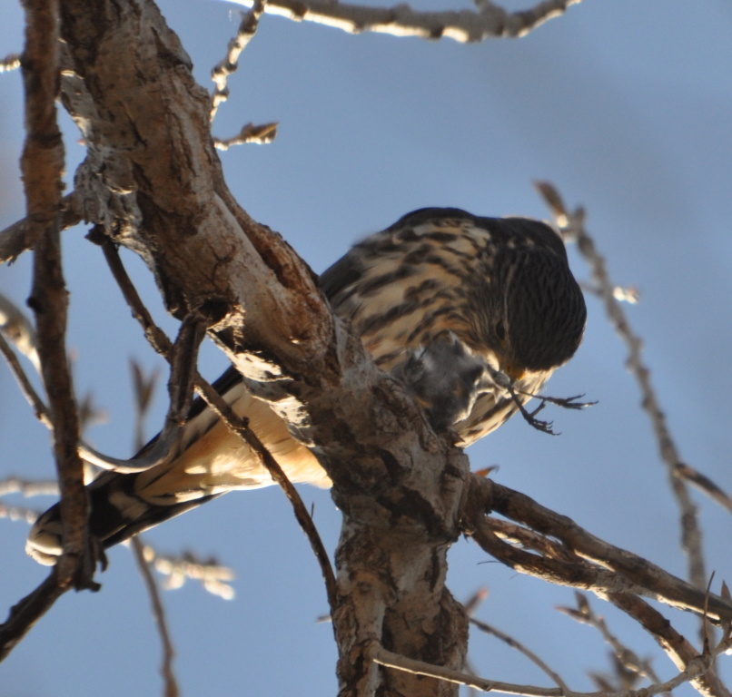DSC_1527b.JPG