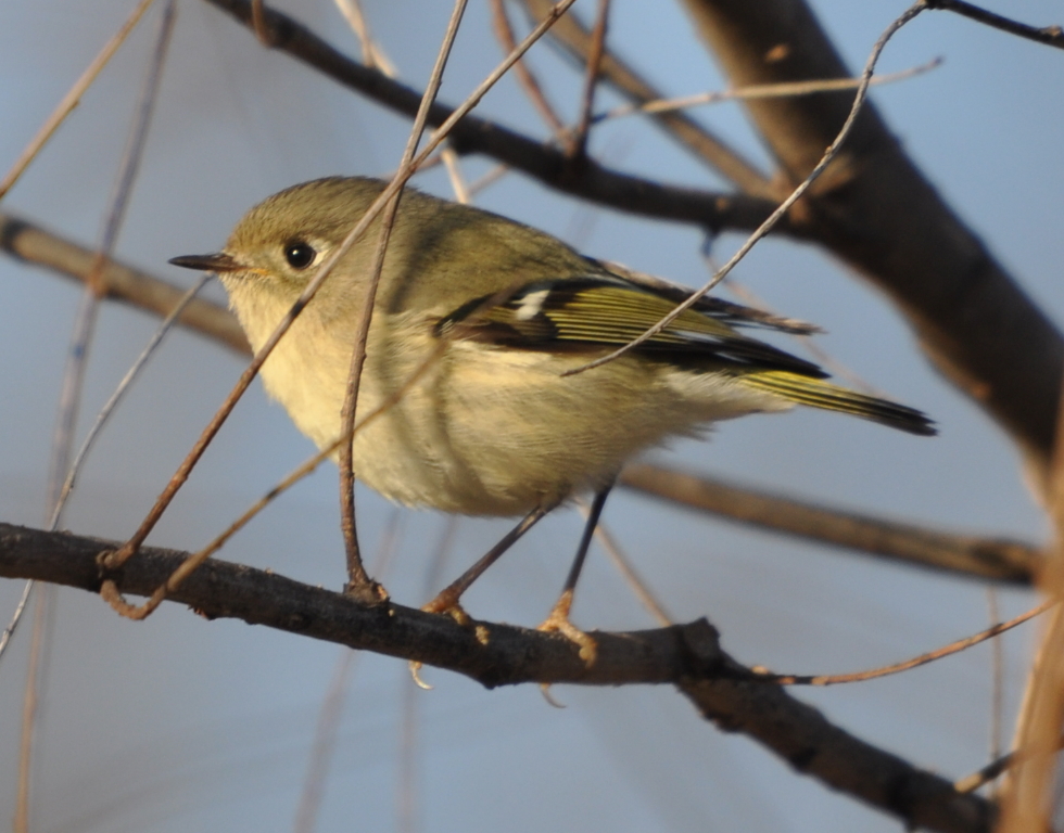 DSC_1189b.JPG