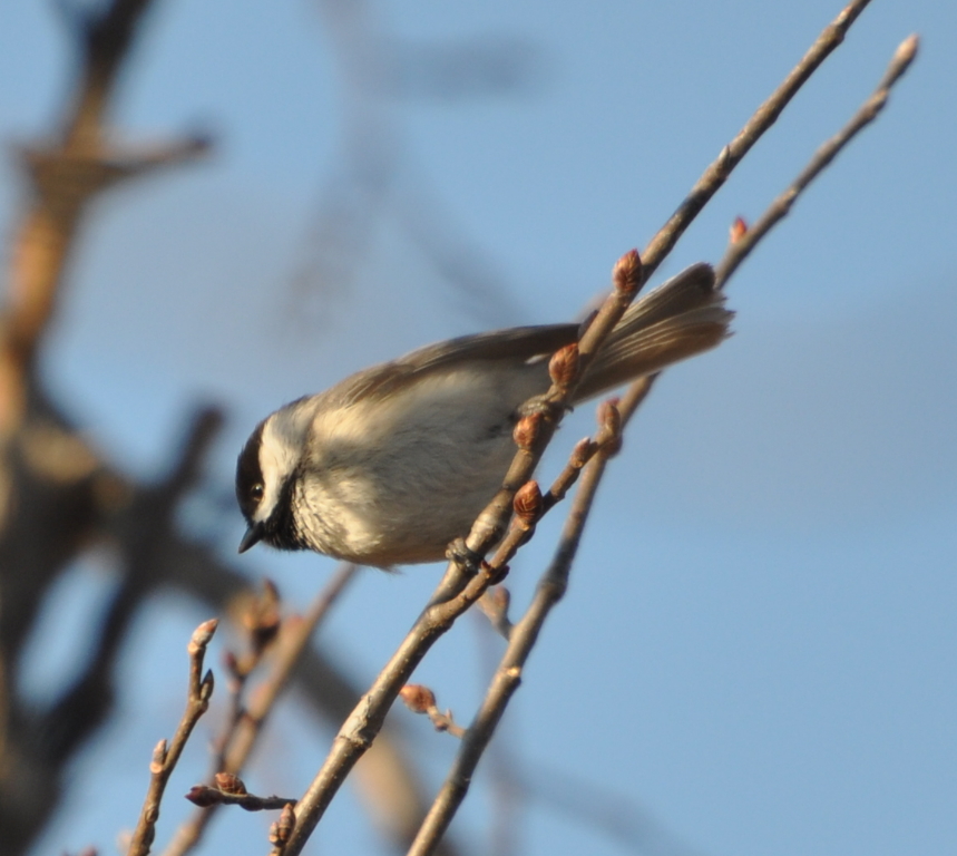 DSC_1250b.JPG