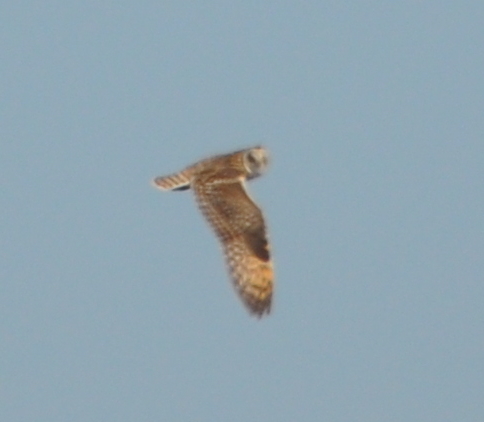 DSC_0106b.JPG