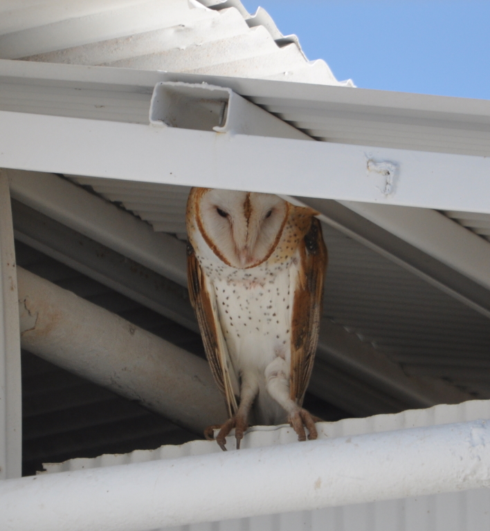 DSC_0174b.JPG