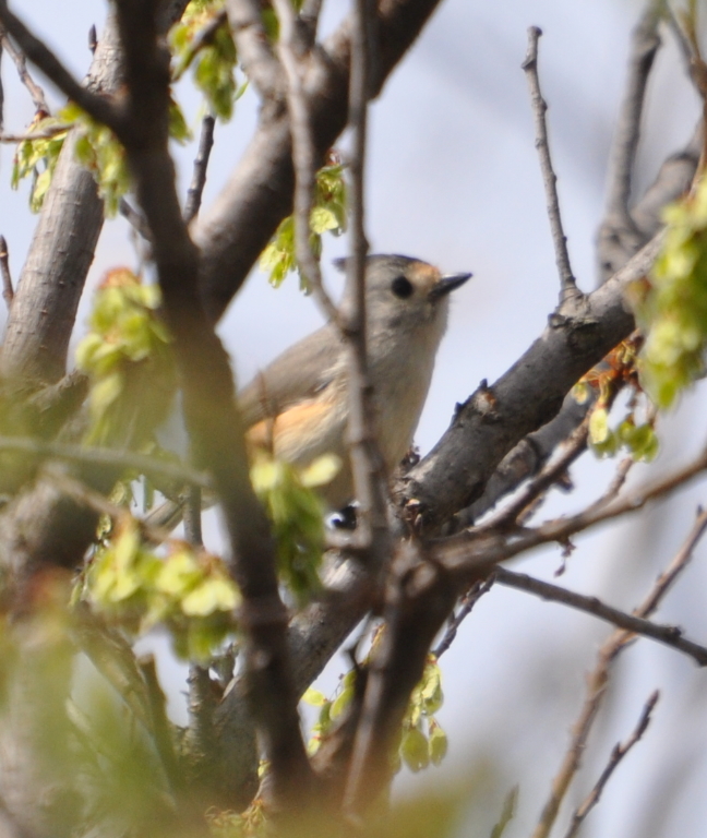 DSC_0331b.JPG