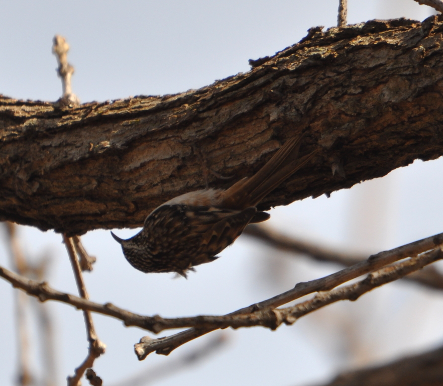 DSC_0793b.JPG