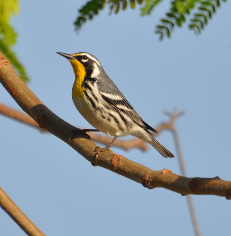 DSC_0156b.JPG
