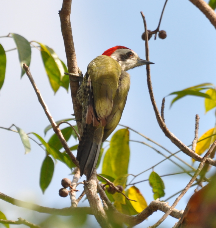 DSC_0683b.JPG