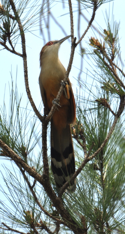 DSC_0827b.JPG