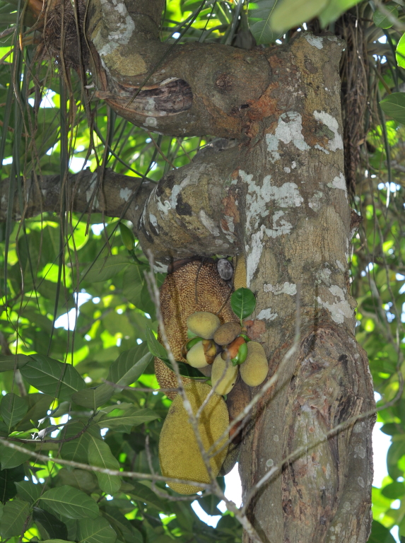 DSC_0054b.JPG