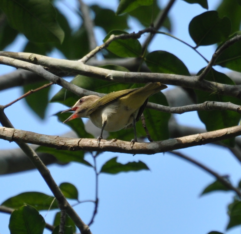 DSC_0185b.JPG