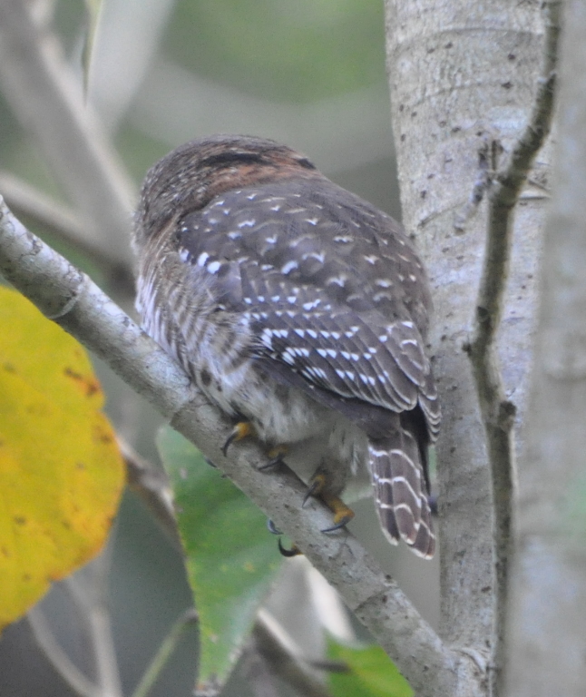 DSC_0578b.JPG