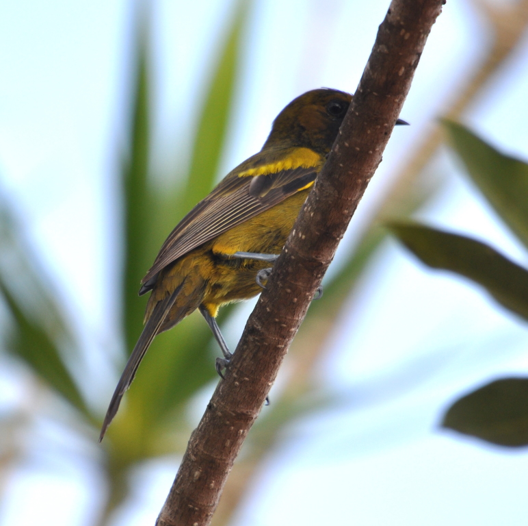 DSC_0460b.JPG