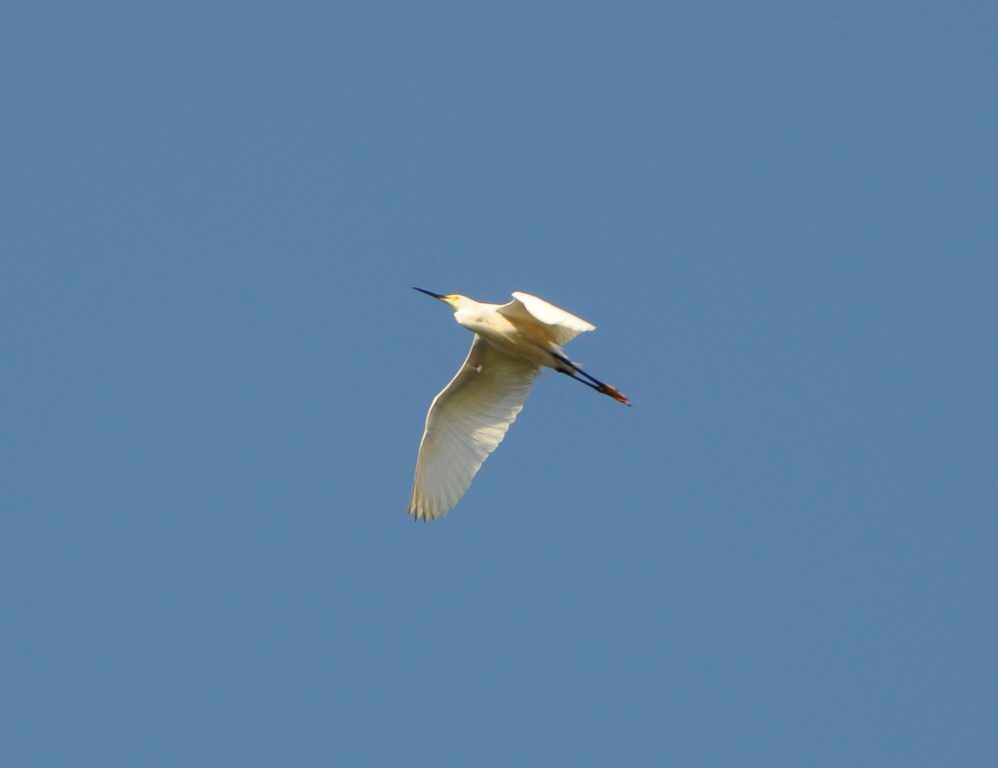 DSC_0084b.JPG