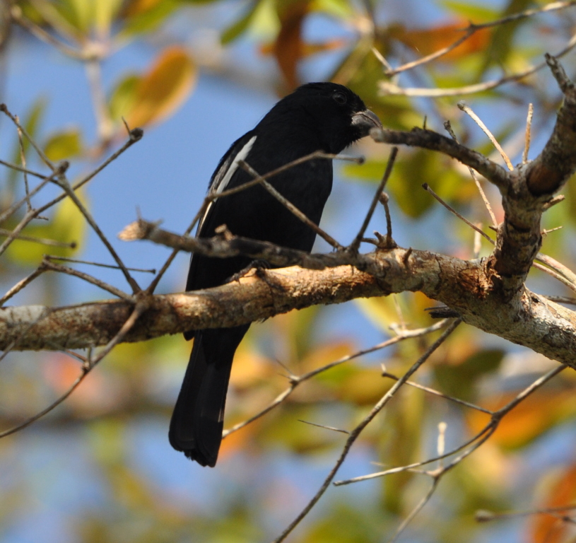 DSC_0110b.JPG