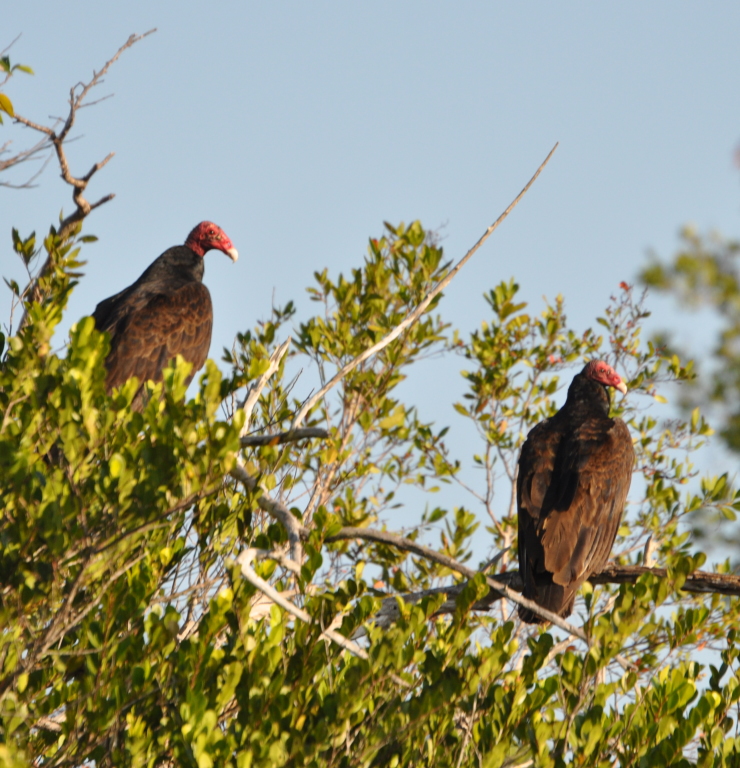 DSC_0140b.JPG