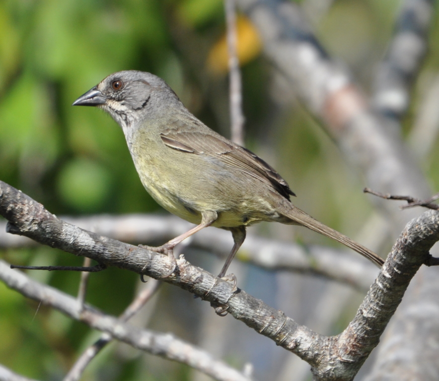 DSC_0210b.JPG