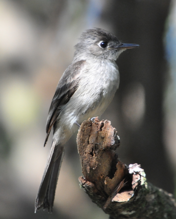 DSC_0278b.JPG