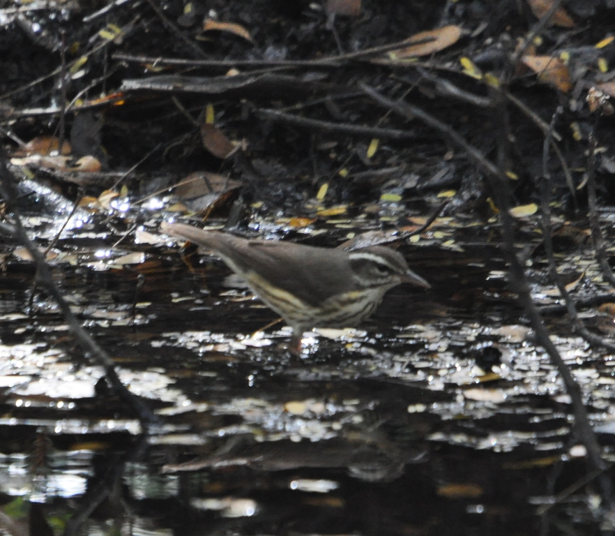 DSC_0393b.JPG
